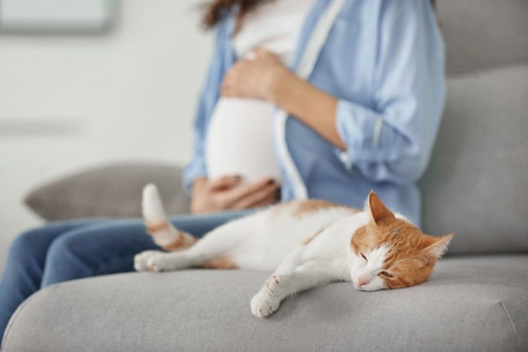 妊娠 中 猫 を かって トキソプラズマ に かかっ た