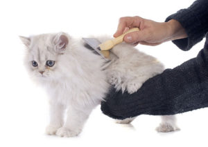実は大事！猫のブラッシングと毛玉対策 - 日本動物医療センター