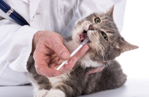 猫の薬の飲ませ方 コツをお教えします 渋谷区の動物病院なら日本動物医療センター