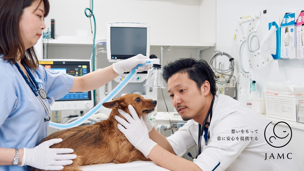 日本動物医療センターの紹介動画