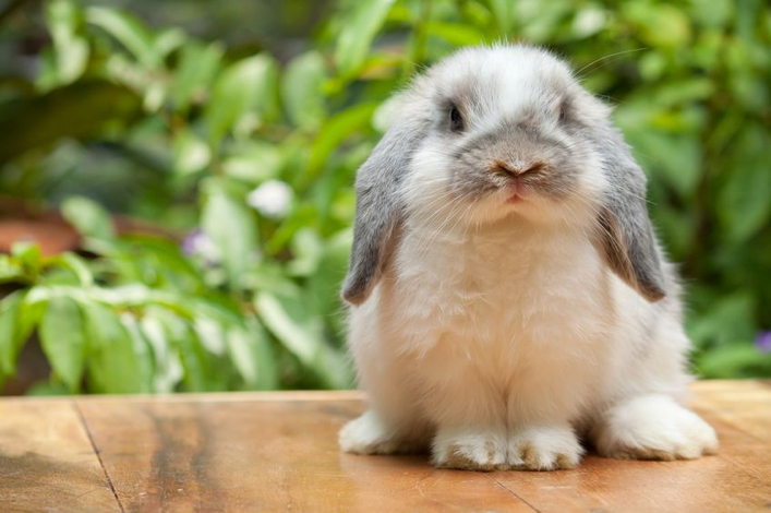 うさぎが食べない うんちがでない 渋谷区の動物病院なら日本動物医療センター