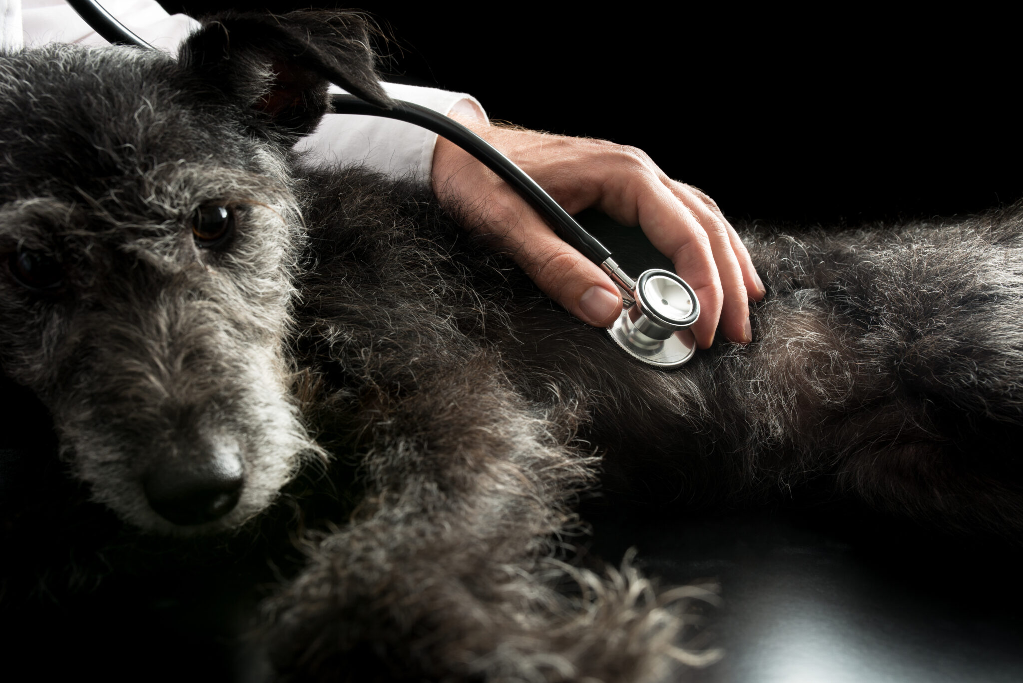 私の犬が震えているのはなぜですか? 6 考えられる理由
