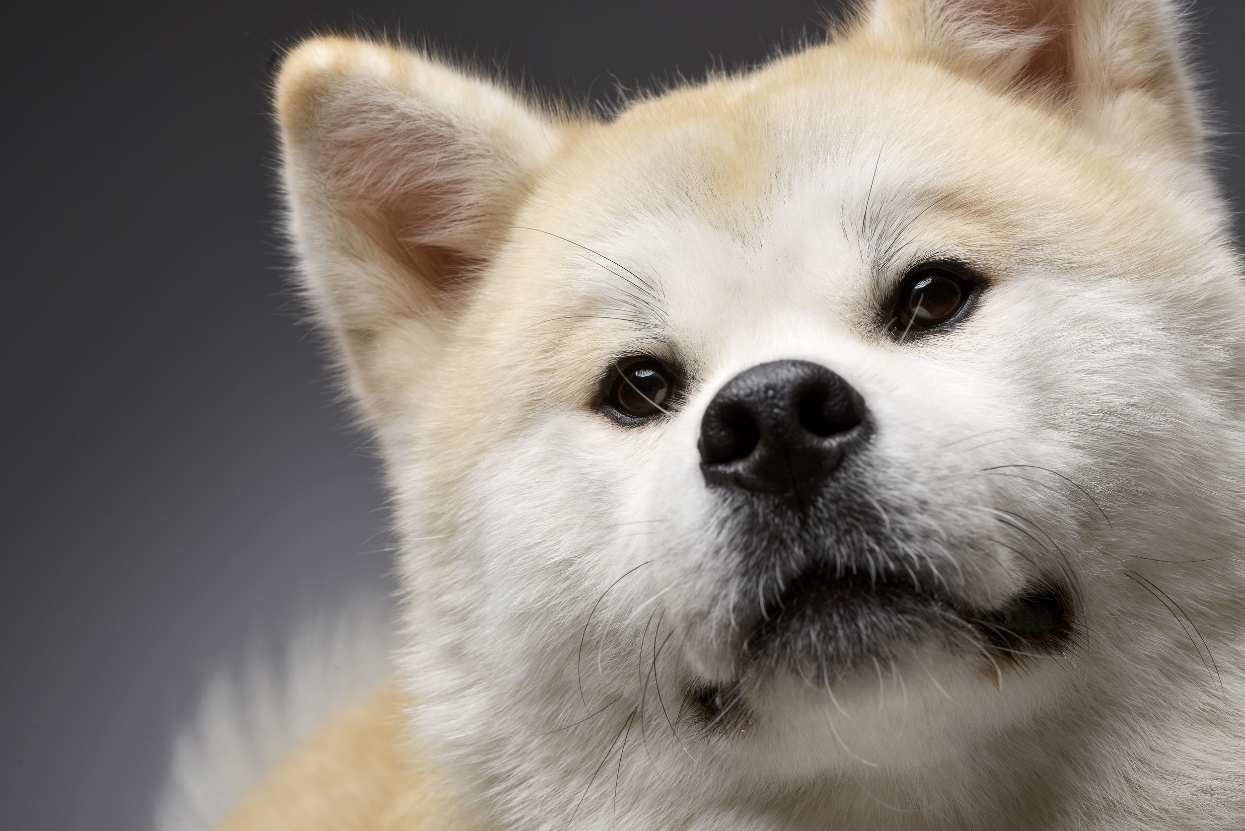 忠犬〇〇公」写真募集！ - 日本動物医療センター