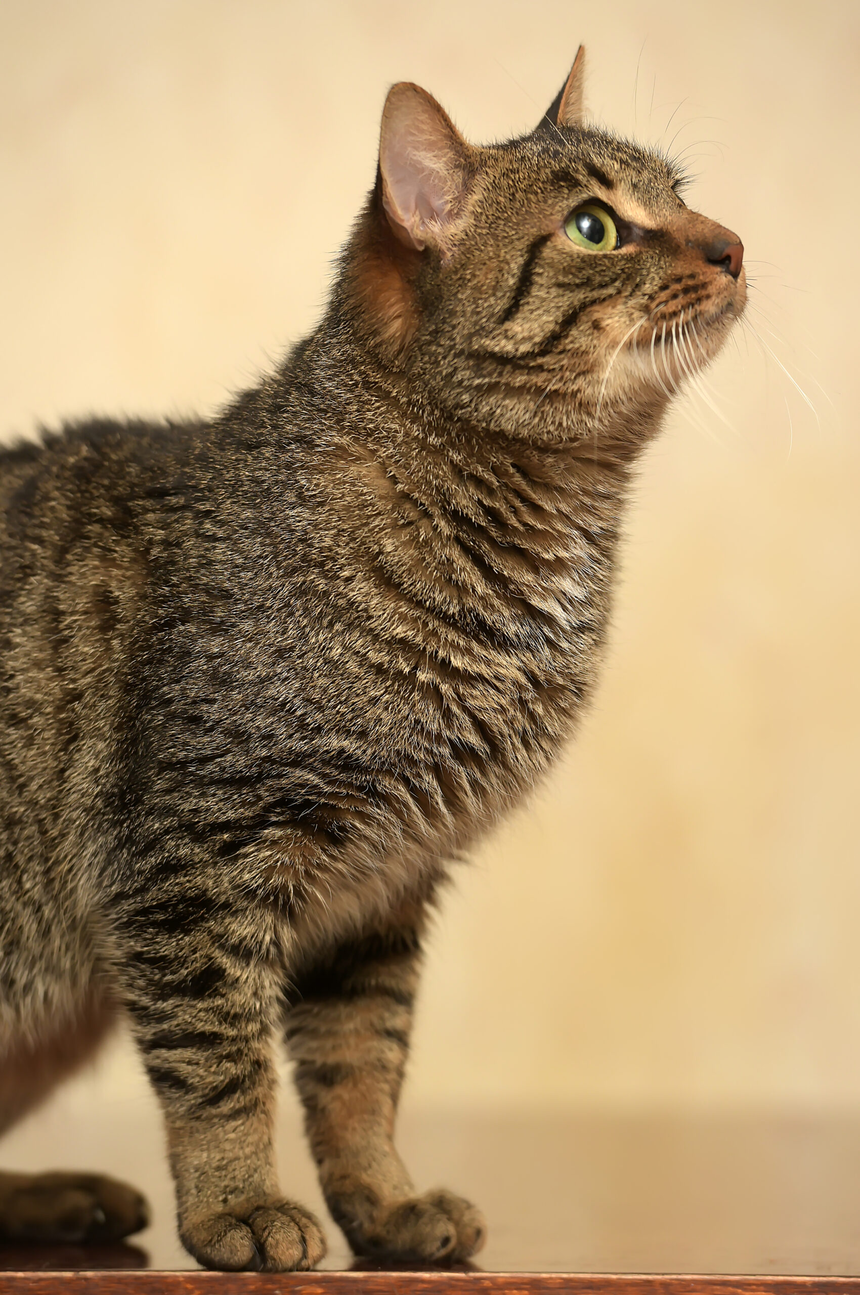 猫が「何もないはず」のところを見つめているのですが、、、 - 日本 