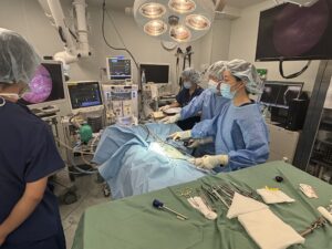 腹腔鏡による避妊去勢手術