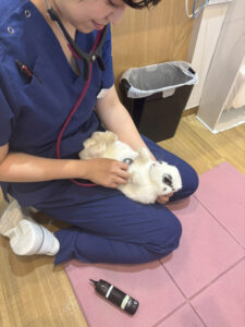 うさぎの健康診断を受けてみませんか？