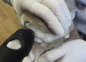 うさぎの健康診断を受けてみませんか？