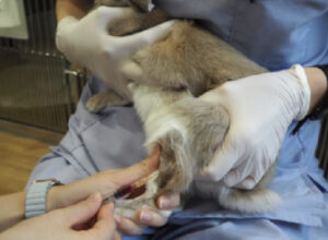 うさぎの健康診断を受けてみませんか？