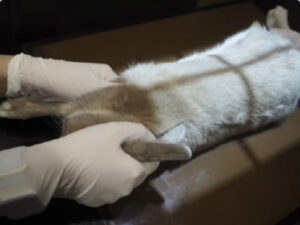 うさぎの健康診断を受けてみませんか？