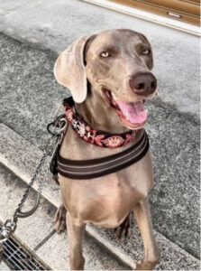 手術でできる予防 腹腔鏡下胃腹壁固定術をご紹介します！