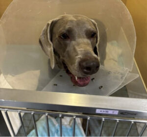 手術でできる予防 腹腔鏡下胃腹壁固定術をご紹介します！