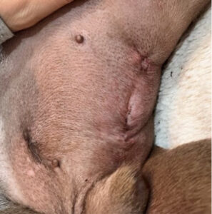 手術でできる予防 腹腔鏡下胃腹壁固定術をご紹介します！