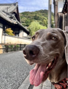 手術でできる予防 腹腔鏡下胃腹壁固定術をご紹介します！