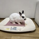 うさぎの健康診断を受けてみませんか？