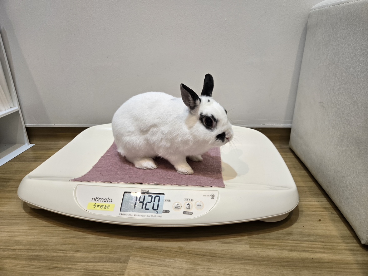 うさぎの健康診断を受けてみませんか？ - 日本動物医療センター