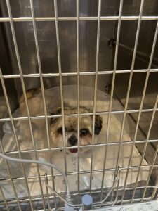 【腹腔鏡による】胆嚢粘液嚢腫摘出